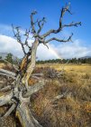 Dead tree in a field in the foreground and a rainbow in the distance; Denver, Colorado, США — стоковое фото