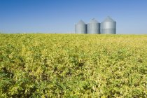 Chickpea field and three silos against a blue sky, near Kincaid; Saskatchewan, Canada — Stock Photo