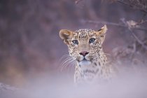 Vista panorámica del majestuoso leopardo en la naturaleza salvaje, fondo borroso - foto de stock