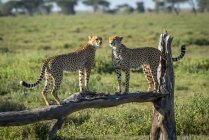 Vista de cerca de guepardos majestuosos en la naturaleza salvaje - foto de stock