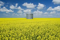 Campo di colza in fase di fioritura con bidone del grano vecchio (silo) sullo sfondo, vicino a Grenfell; Saskatchewan, Canada — Foto stock