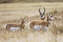 Antelope buck and doe in a grass field during rut; South Dakota, United States of America — Stock Photo