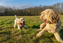 Dos perros jugando en la hierba; Newcastle, Tyne y Wear, Inglaterra - foto de stock