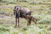 Scenic view of majestic blue wildebeest in wild nature, mother and cub — Stock Photo