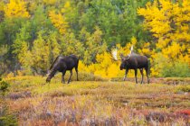Malerischer Blick auf majestätische Bullenelche in wilder Natur, chugach State Park, alaska, vereinigte Staaten von Amerika — Stockfoto