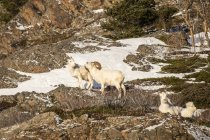 Dall sheep rams with ewe at wild nature, Denali National Park and Preserve, Alaska, United States of America — Stock Photo