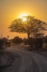 Safari car drives toward the rising sun shining through the branches of a leafless tree in Katavi National Park; Tanzania — Stock Photo