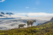 Vista panorámica de cabras de montaña en el Parque Nacional Kenai Fjords, Alaska, Estados Unidos de América - foto de stock
