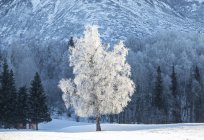 Дерево покрыто седыми морозами на переднем плане с лесом и горой на заднем плане; Аляска, США — стоковое фото