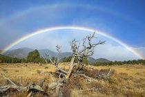 Dead tree in a field in the foreground and a rainbow in the distance; Denver, Colorado, United States of America — Stock Photo