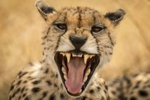Vista da vicino del maestoso ghepardo nella natura selvaggia — Foto stock