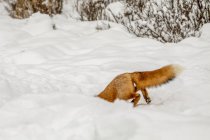 Красивая красная лиса с величественным мехом в зимнем снегу в лесу — стоковое фото