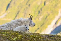 Scenic view of mountain goats in Kenai Fjords National Park, Alaska, United States of America — Stock Photo
