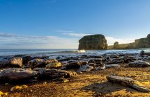 Морські скелі та скелі вздовж атлантичного узбережжя; Південний щит, Тайн і Вір, Англія. — стокове фото