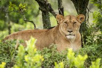 Majestuosa leona o pantera leo en la vida salvaje en los arbustos - foto de stock