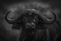 Vista panorámica de búfalo africano en la naturaleza salvaje, blanco y negro - foto de stock