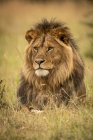 Majestic male lion in wild nature in grass — Stock Photo