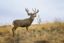 Mule deer buck u Odocoileus hemionus de pie en un campo de césped, Denver, Colorado, Estados Unidos de América. - foto de stock