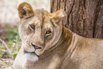 Majestuosa leona o pantera leo en la vida salvaje - foto de stock