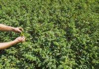 Landwirt untersucht ein Kichererbsenfeld in der Nähe von Kincaid, Saskatchewan, Kanada — Stockfoto