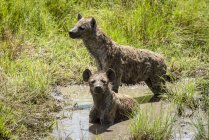 Hienas manchadas em grama longa na natureza selvagem — Fotografia de Stock