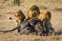Vue panoramique de lions majestueux à la nature sauvage attaquant taureau — Photo de stock