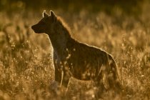 Spotted hyena at long grass under sunset — Stock Photo