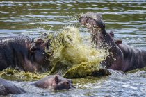Vista panorámica de majestuosos hipopótamos luchando en el agua - foto de stock