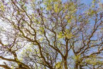 Дерево Джакаранда; Аксум, Тиграй, Ефіопія — стокове фото