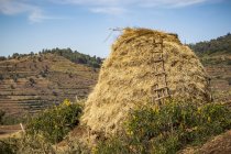 Rocky outcrop covered with straw and a ladder leaning against it; Addis Zemen, Amhara Region, Ethiopia — Stock Photo