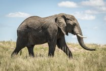 Vue panoramique du magnifique éléphant gris à la nature sauvage — Photo de stock