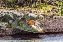 Crocodilo do Nilo (Crocodylus niloticus) no Lago Chamo, Parque Nacional do Nechisar; Etiópia — Fotografia de Stock