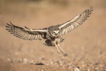 Крупним планом красивий птах Burning Sowl у дикій природі, розмитий фон — стокове фото