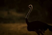 Autruche mâle (Struthio camelus) debout silhouette par la lumière dorée du soleil à l'aube, Serengeti ; Tanzanie — Photo de stock