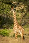 Vista panoramica di bella giraffa a vita selvaggia — Foto stock