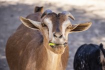 Chèvre mangeant quelque chose de vert dans la bouche ; Harar, région de Harari, Éthiopie — Photo de stock