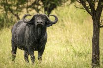 Capo bufalo (Syncerus caffer) in piedi sotto la testa di sollevamento degli alberi, Serengeti; Tanzania — Foto stock