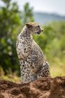 Majestätische Gepardenporträt in wilder Natur, verschwommener Hintergrund — Stockfoto