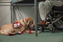 Cane di servizio che riposa vicino a un uomo su una sedia a rotelle con una lesione del midollo spinale — Foto stock