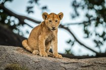 Malerischer Blick auf majestätische Löwenjungtiere in wilder Natur — Stockfoto