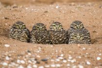 Closeup view of beautiful Burrowing Owl birds in wild nature, blurring background — Stock Photo