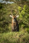 Männlicher defassa-wasserbock (kobus ellipsiprymnus) steht auf grashügel, serengeti; tansania — Stockfoto