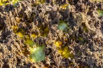 Scenic view of acidic pools, mineral formations, salt deposits in the crater of Dallol Volcano, Danakil Depression; Afar Region, Ethiopia — Stock Photo