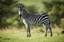 Plains zebra (Equus quagga) de pie en la cámara de ojo de hierba, Serengeti; Tanzania - foto de stock