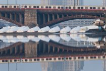 Comboio em movimento na ponte com barcos à vela no rio, Longfellow Bridge, Charles River, Boston, Condado de Suffolk, Massachusetts, EUA — Fotografia de Stock