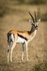Thomsons gazelle (Eudorcas thomsonii) de pie sobre hierba girando cabeza, Serengeti; Tanzania - foto de stock