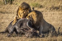 Vista panoramica di maestosi leoni a natura selvaggia mangiare toro — Foto stock