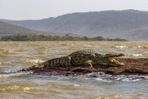 Nile crocodile (Crocodylus niloticus) in Chamo Lake, Nechisar National Park; Ethiopia — Stock Photo