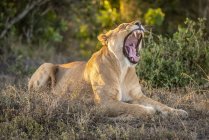 Vista panorâmica do leão majestoso em rugido natureza selvagem — Fotografia de Stock