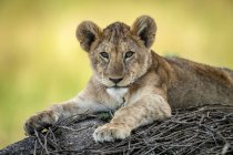 Malerische Ansicht des majestätischen Löwenjungen in wilder Natur, verschwommener Hintergrund — Stockfoto